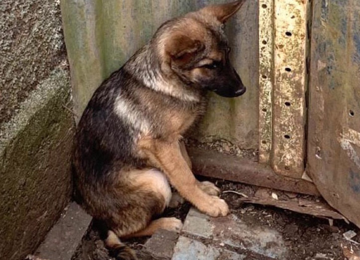 Proposta fixa multa mínima de R$ 10 mil para crimes contra cães e gatos