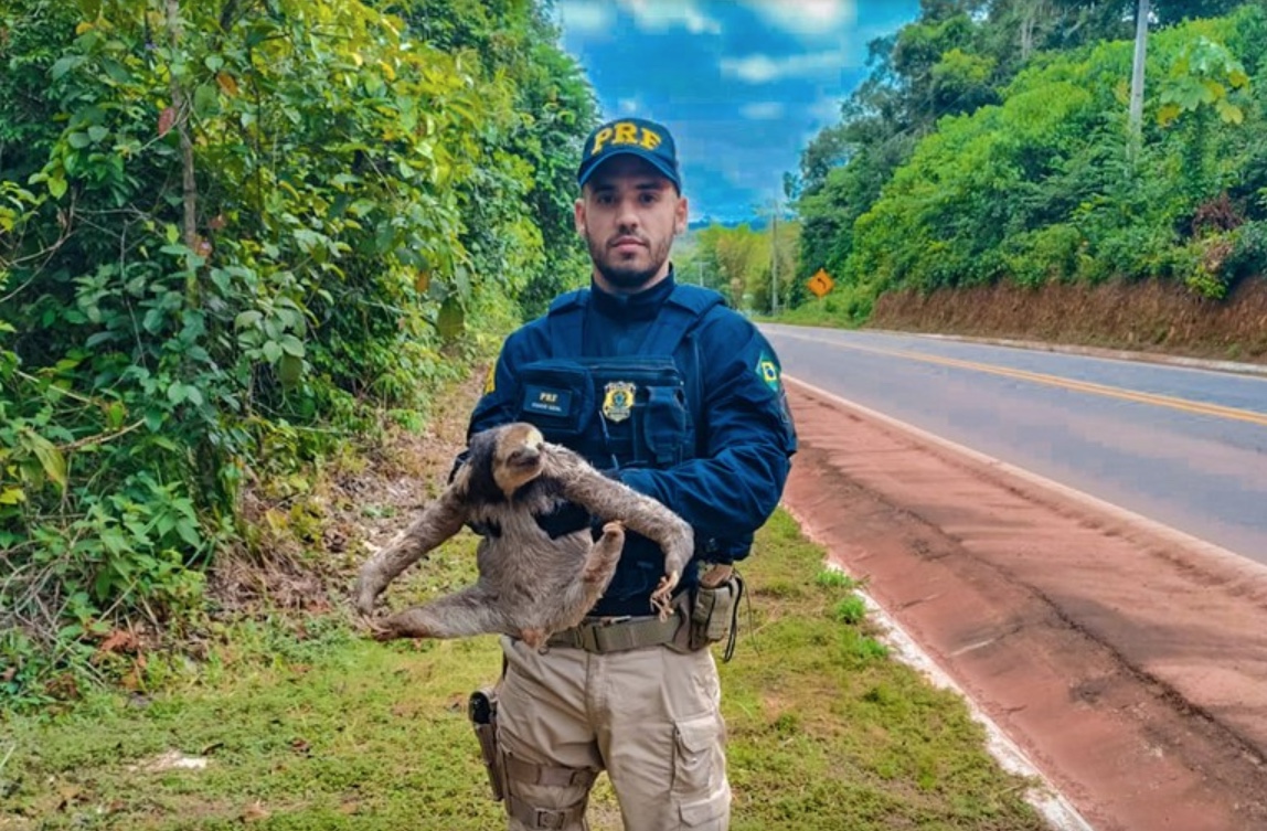Preguiça é resgatada após ‘rolezinho’ na BR-174 em Manaus