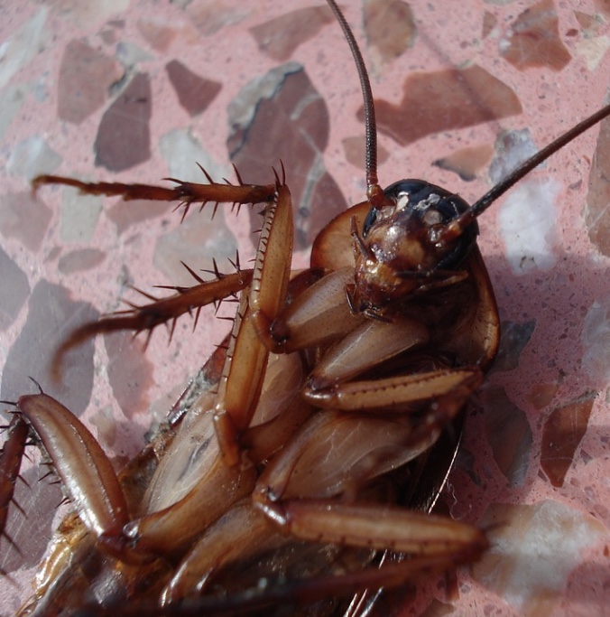 Mulher vai parar no hospital após barata entrar em sua vagina