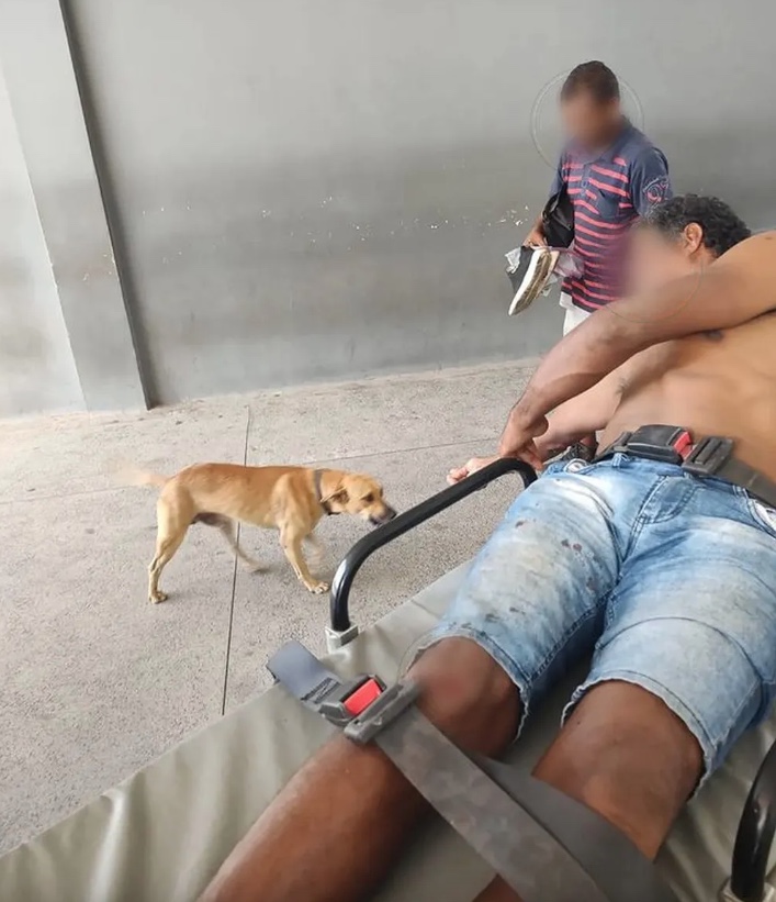 Cachorro caramelo comove ao seguir ambulância após tutor ser atropelado