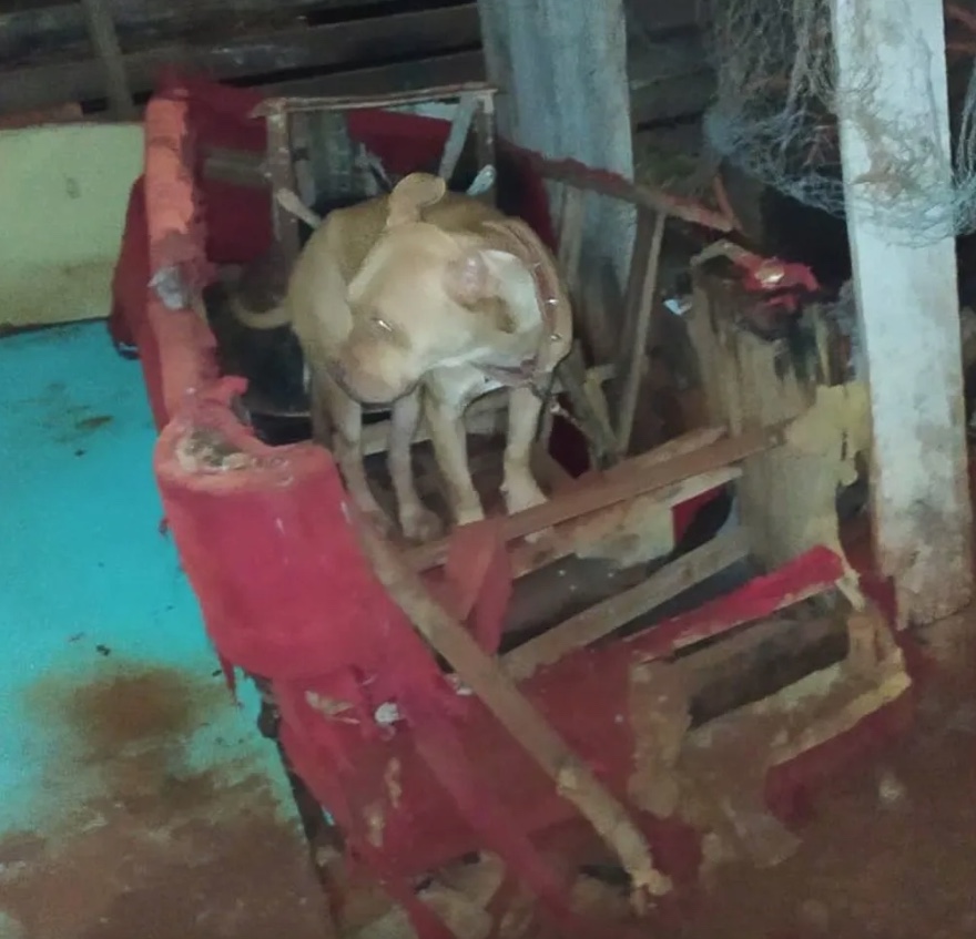 Irritado com pulgas, homem mata cachorro a machadadas e é preso