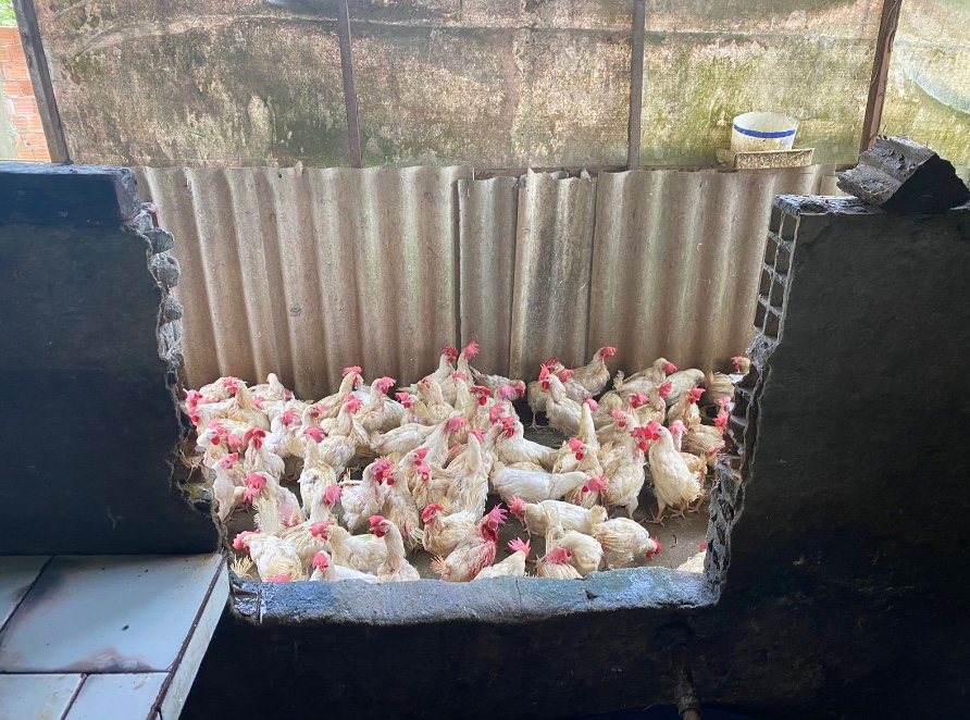 Abatedouro clandestino com 200 galinhas é interditado em Manaus