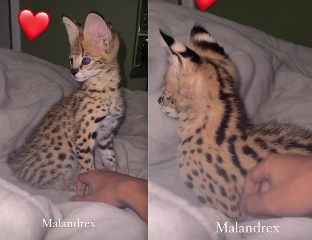 Rapper brasileiro Oruam compra gato avaliado em R$ 100 mil 