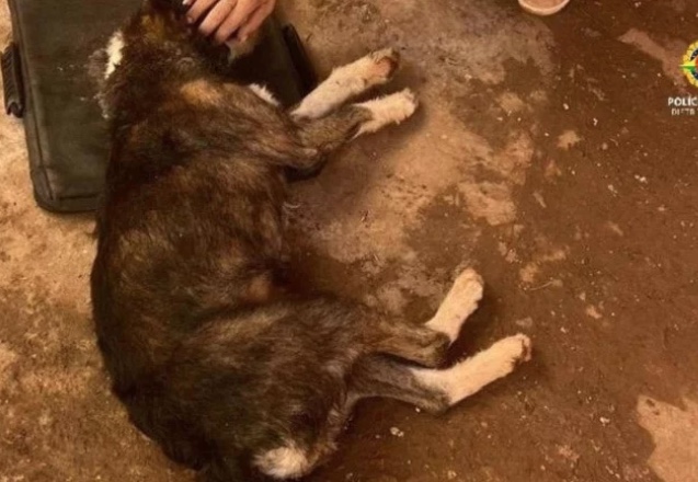 Homem é preso por tentar matar cadela com golpes de machado para comê-la