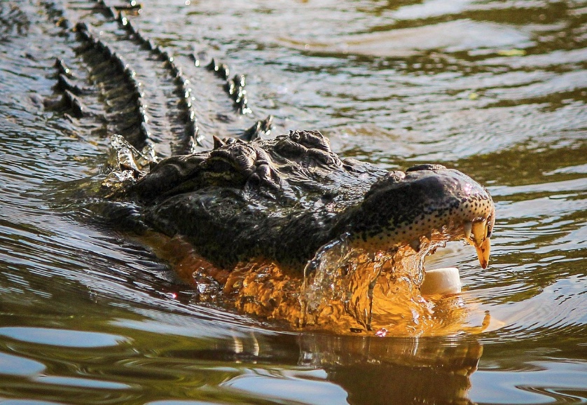 Homem pula em jacaré gigante para salvar cachorro da namorada