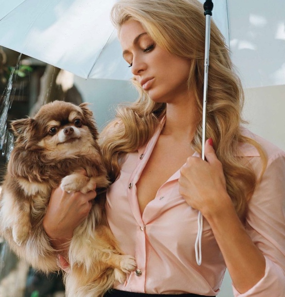Paris Hilton lamenta morte de sua cachorrinha de 23 anos: 'minha preciosa'