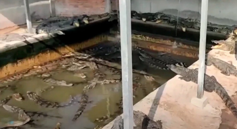 Idoso é despedaçado ao cair em piscina com 40 crocodilos