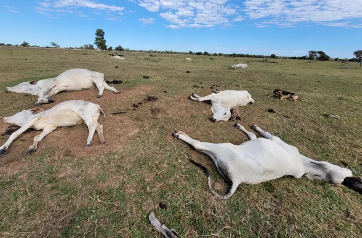 Mais de mil cabeças de gado morrem de frio; prejuízo chega a R$ 3 milhões