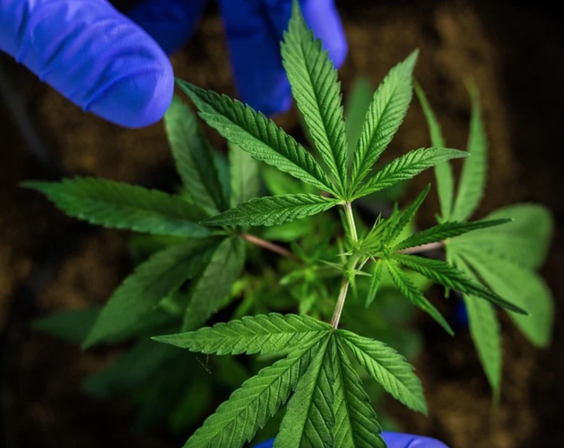 Manual para legalização da maconha no Brasil é lançado no Congresso Nacional