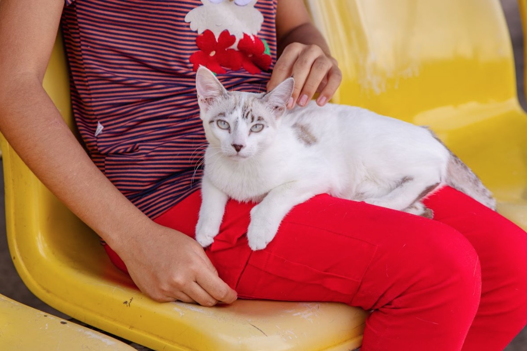 Vacinação antirrábica chega à zona rural de Manaus