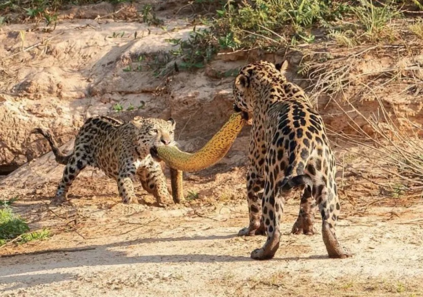 Onças-pintadas são flagradas fazendo cabo de guerra com sucuri 