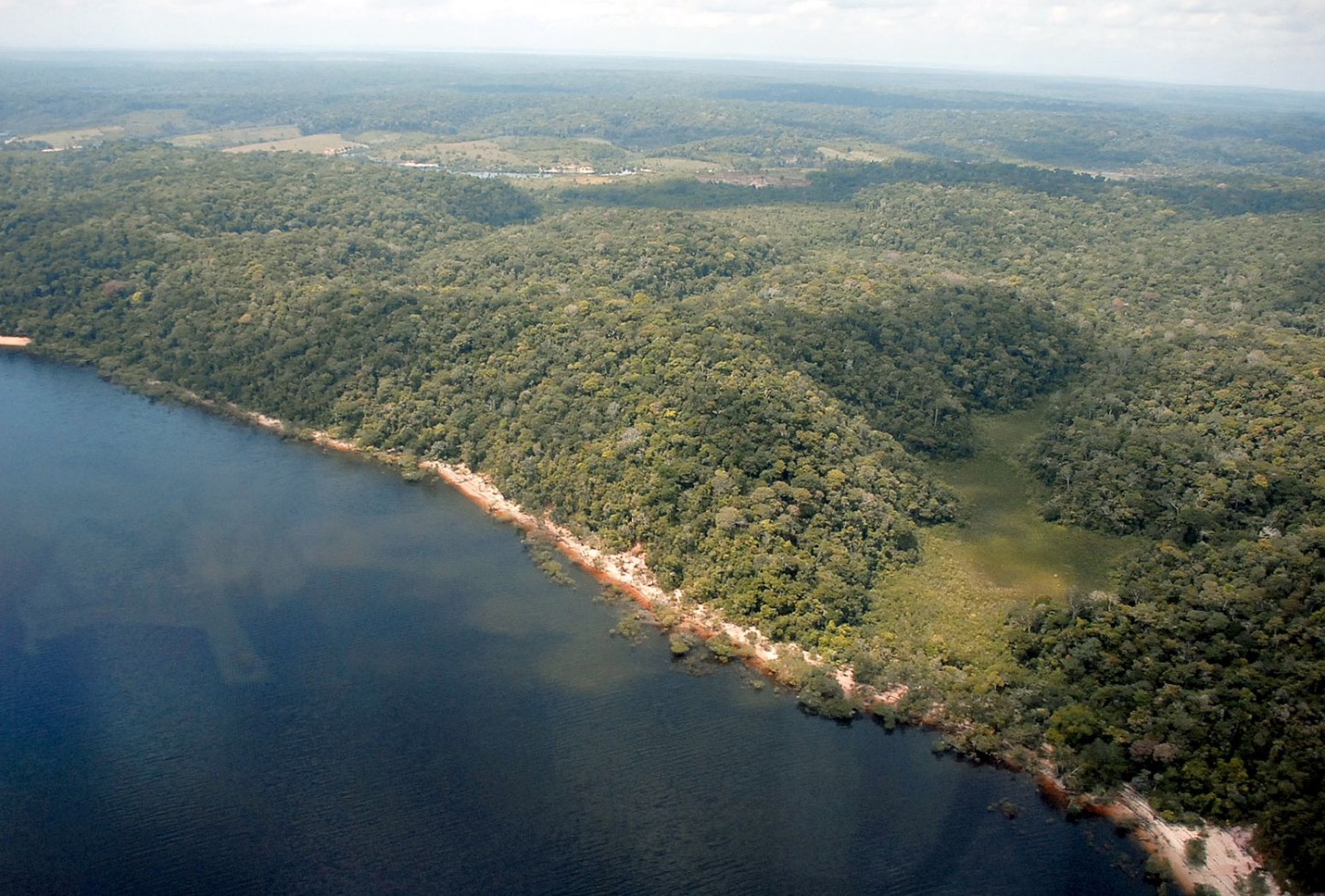 Desmatamento tem queda de 55% no Amazonas em 2023