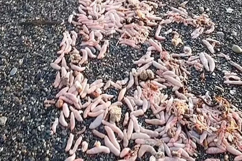 Praia é invadida por milhares de 'peixes-pênis' 