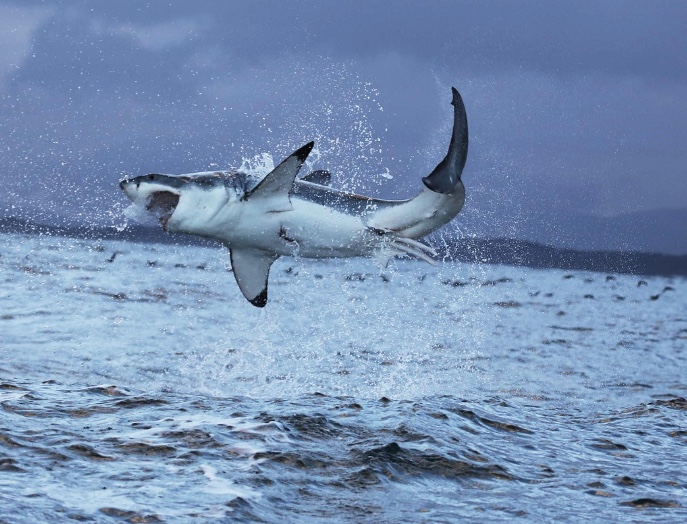 Tubarões estão viciados em cocaína jogada por traficantes no mar, diz estudo de cientista