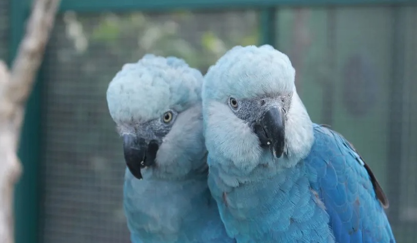 Extinção: Brasil tem 364 espécies classificadas como criticamente em perigo