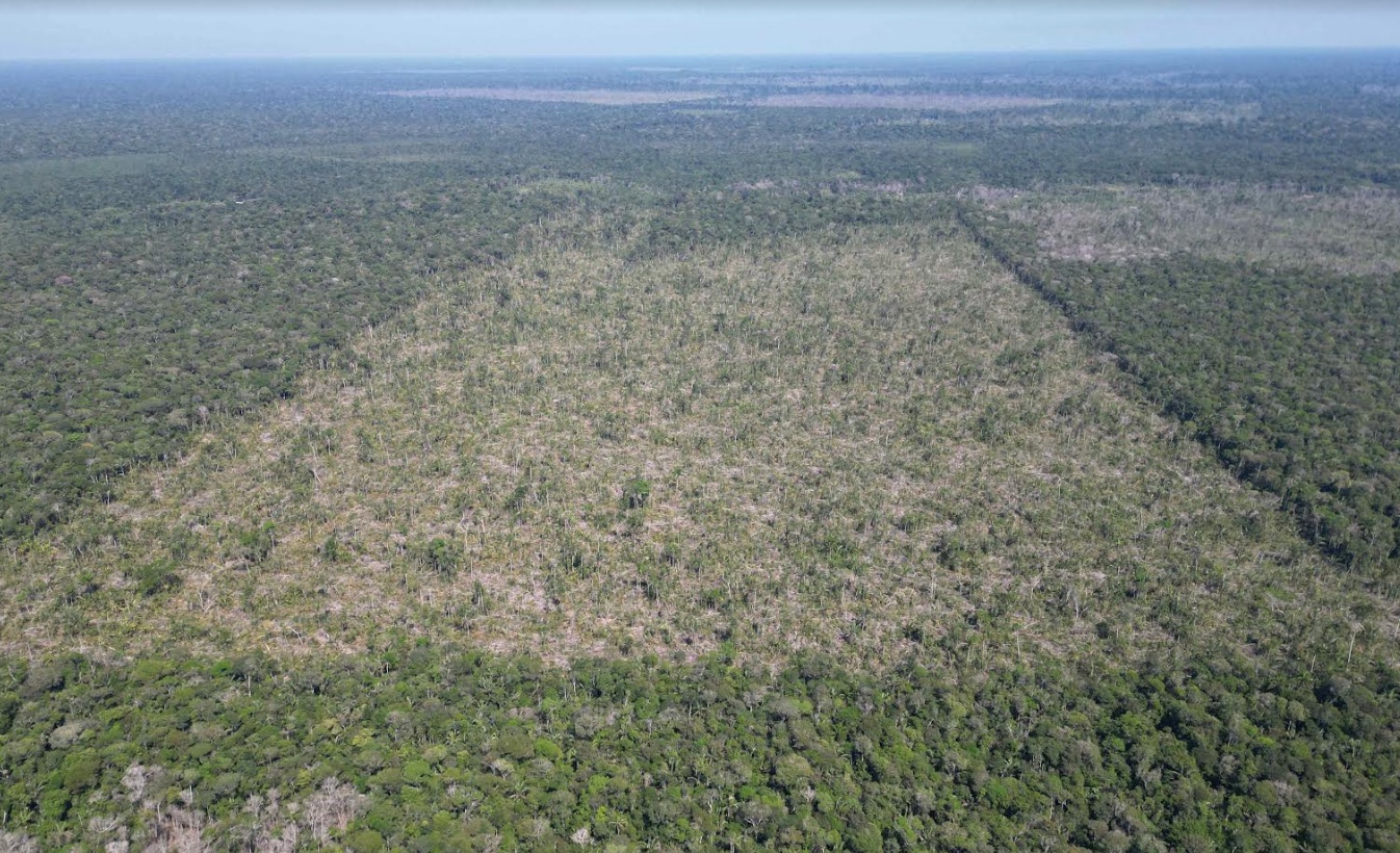 Alertas de desmatamento no Amazonas reduzem 81,2% em julho 