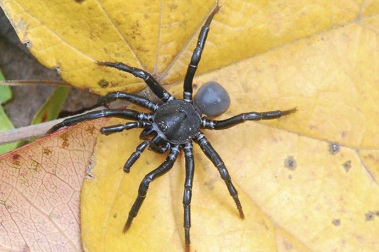 Cientistas descobrem 4 novas espécies de tarântulas na Colômbia