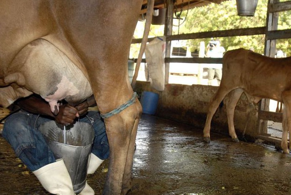 Leite cai mais de 35% no campo e diminui custo da cesta básica
