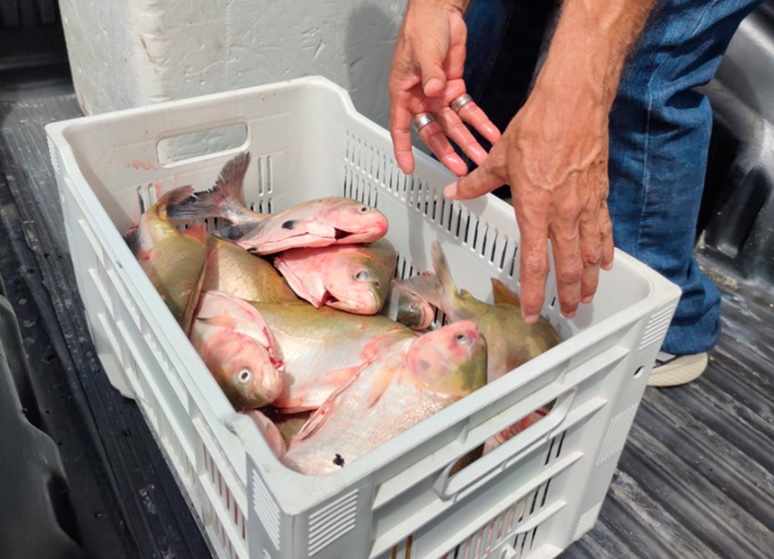 Amazonas registra 114 casos da doença da urina preta em 10 municípios