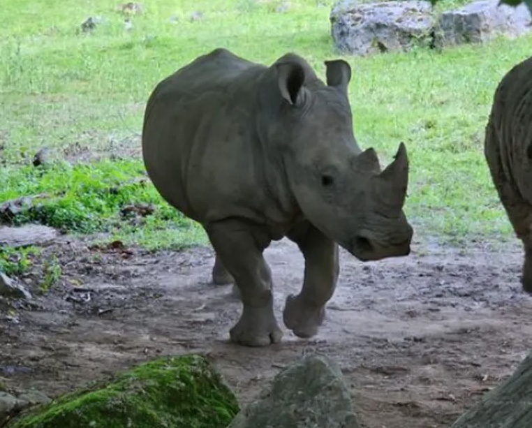 Cuidadora de zoológico morre pisoteada por rinoceronte