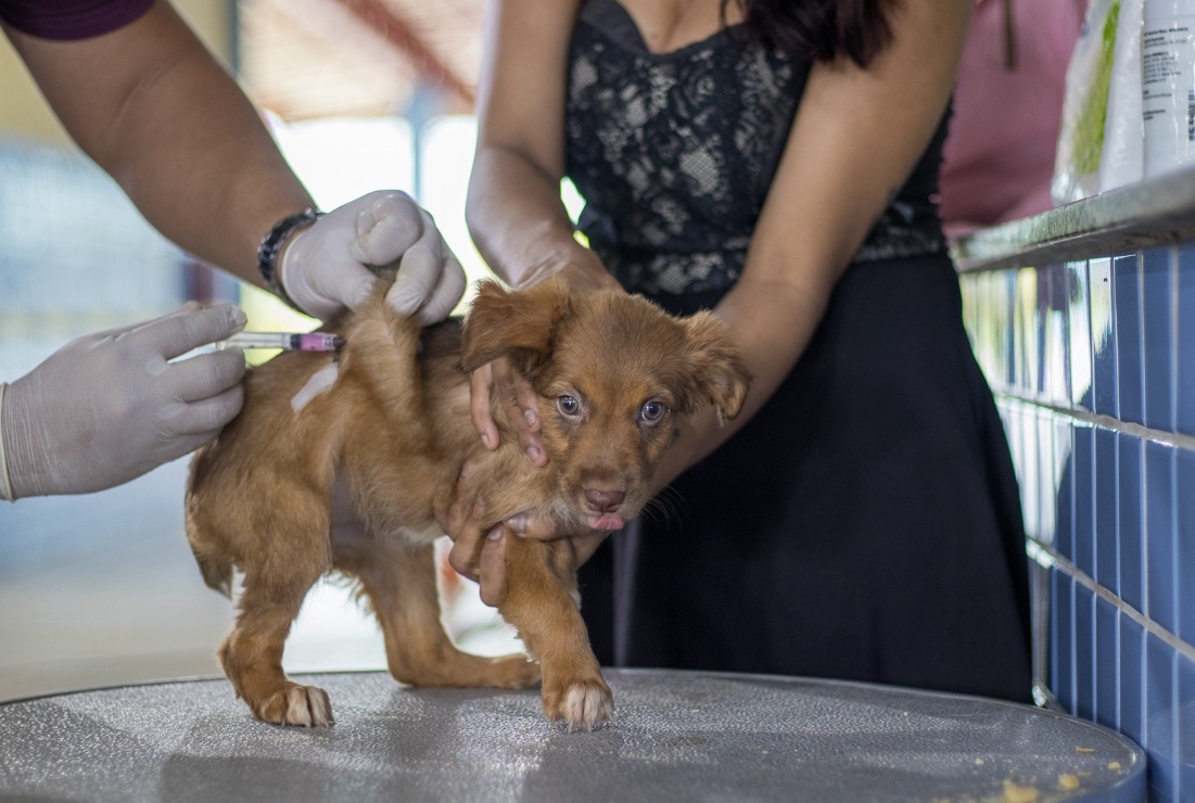 3ª edição da Câmara Cidadã terá serviços para pets em Manaus; confira