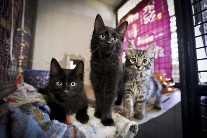 Câmara discute alternativas para controle populacional de cães e gatos