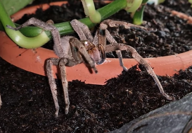 Aranha encontrada no Brasil tem potencial fármaco contra a disfunção erétil