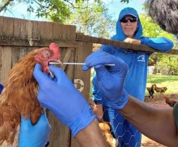 Mais um caso de gripe aviária em criação doméstica é registrado no Brasil