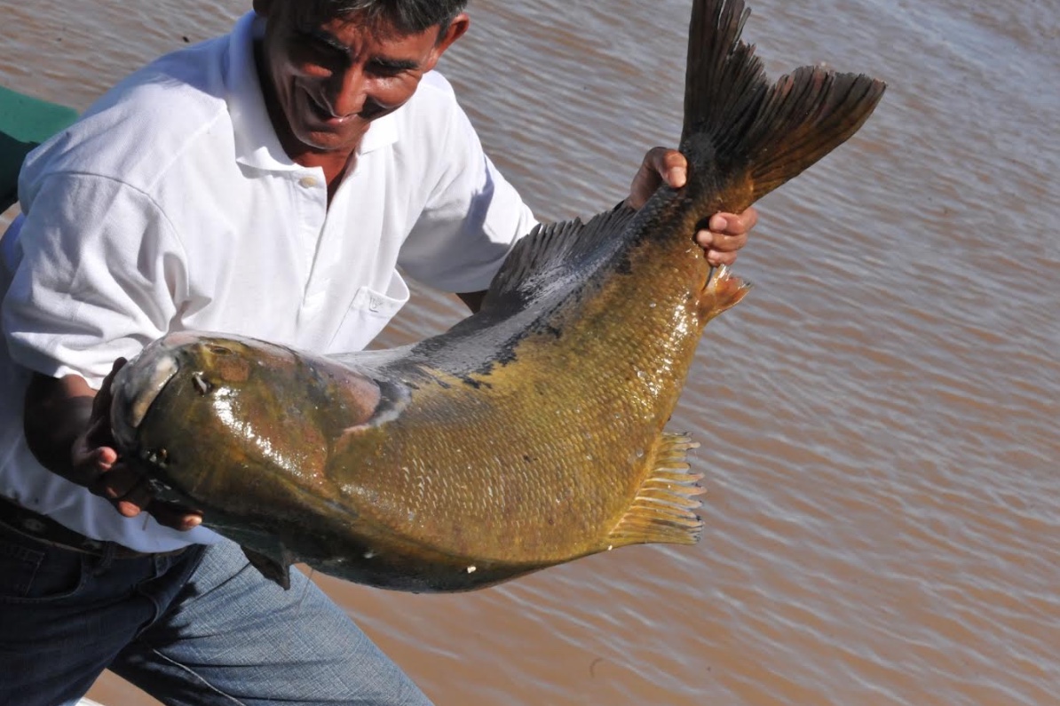 Pesca do tambaqui está proibida no Amazonas, alerta Sepror 
