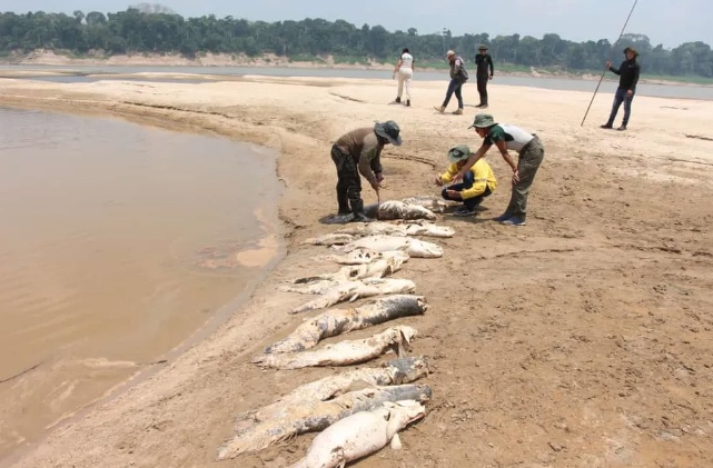 Seca no Amazonas causa mortes de dezenas de pirarucus 