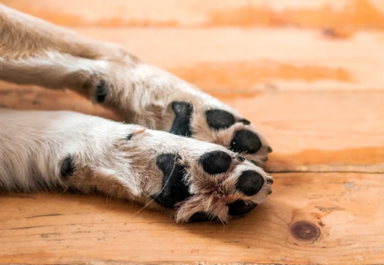 Mulher é condenada pelo crime de maus-tratos contra cadela