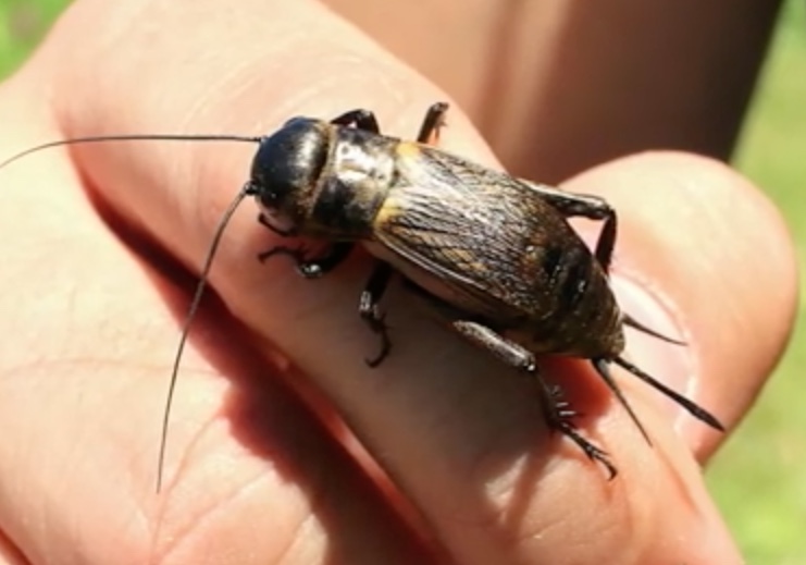 Grilos invadem casas no Amazonas e assustam moradores