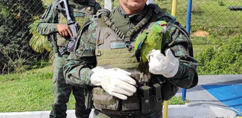 Papagaio-verdadeiro ferido é resgatado em empresa em Manaus