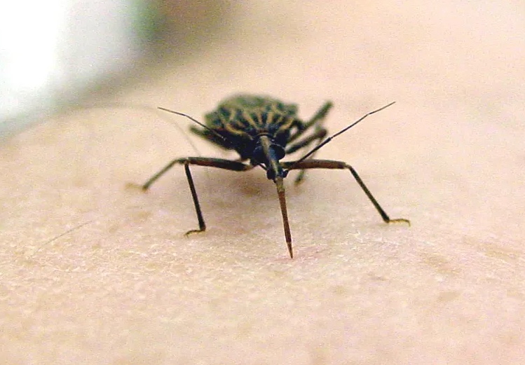 Fiocruz deve apresentar teste rápido para doença de Chagas