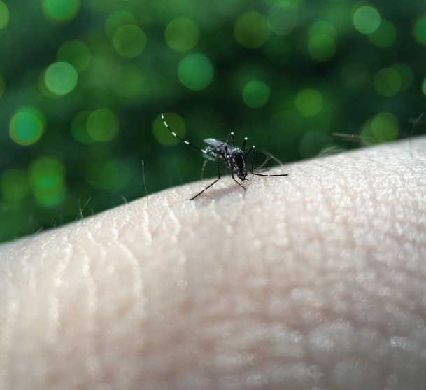 Entenda a diferença dos sintomas de dengue e de covid-19