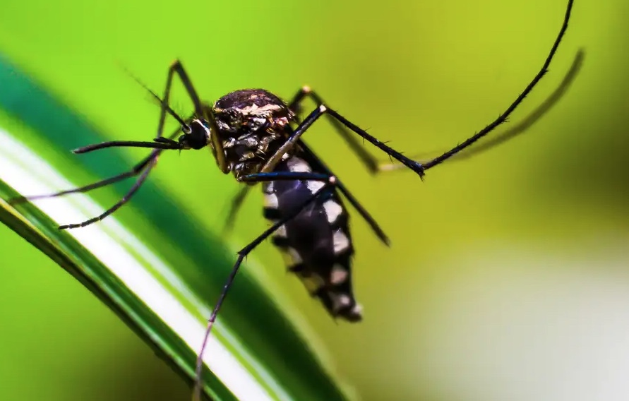 Testes rápidos serão usados para detectar a dengue