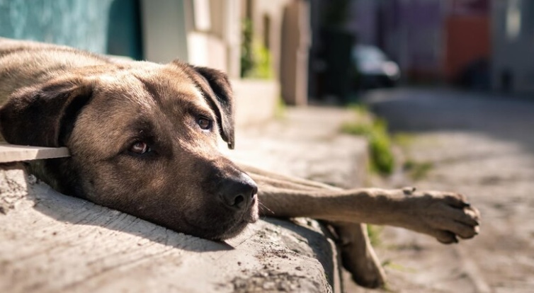 CMM aprova PL que oferece castração gratuita em animais de rua