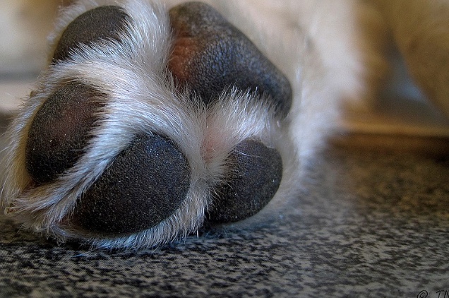 Pitbull foge de casa e é morto com três tiros por PM