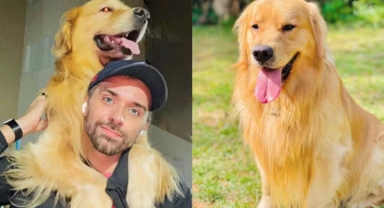 Lei Joca: Deputados defendem PL que protege animais em viagens de avião