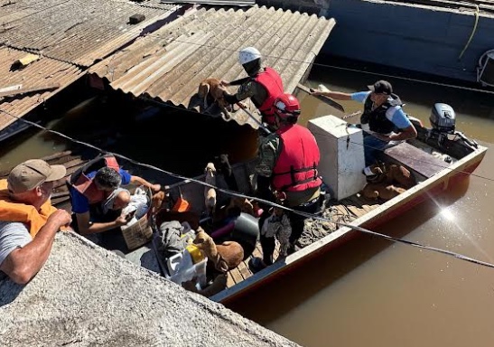 Comissão da Aleam resgata mais de 400 animais no desastre ambiental do RS 