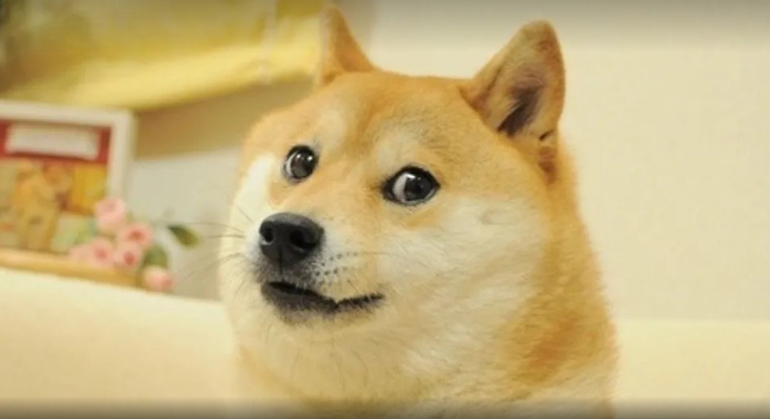 Cadela que inspirou memes e logo de criptomoeda, Kabosu morre aos 18 anos