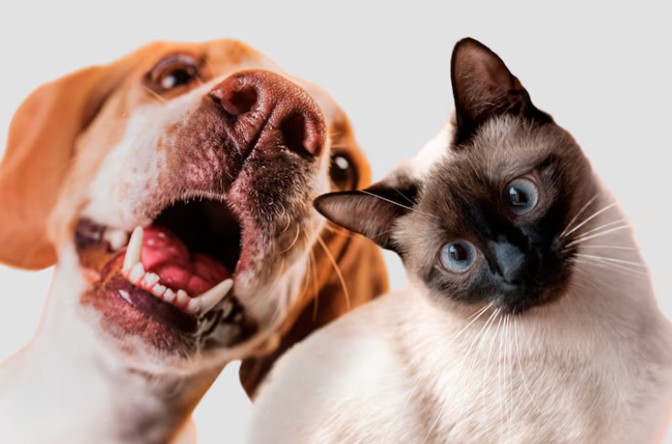 PL inclui plano de saúde para pets entre benefícios do trabalhador 