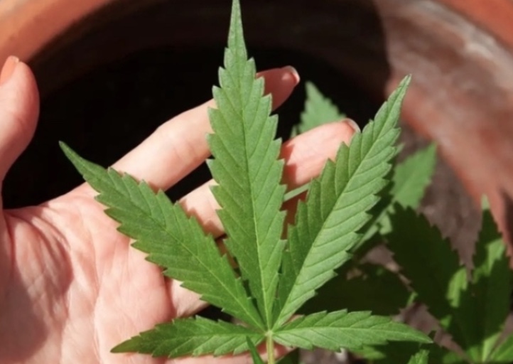 STF forma maioria para descriminalizar porte de maconha para uso pessoal 