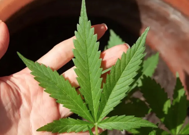 Decisão do STF sobre maconha pode beneficiar entre 8.000 e 19 mil presos