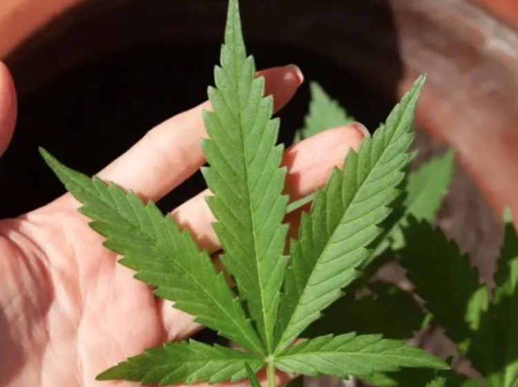 Entenda como é o uso de drogas em países que foram além da descriminalização