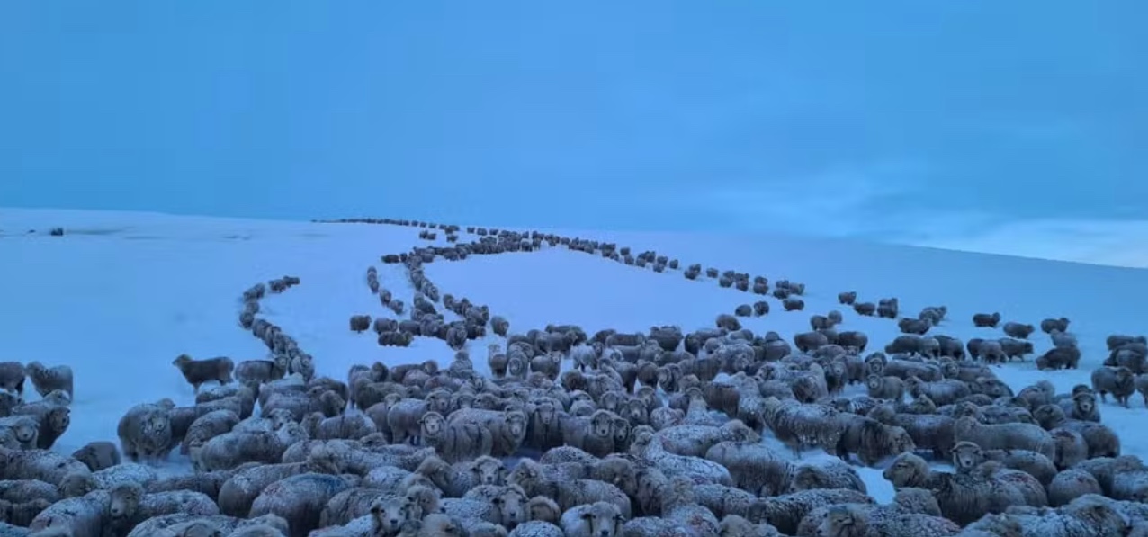 Frio extremo congela animais na Patagônia