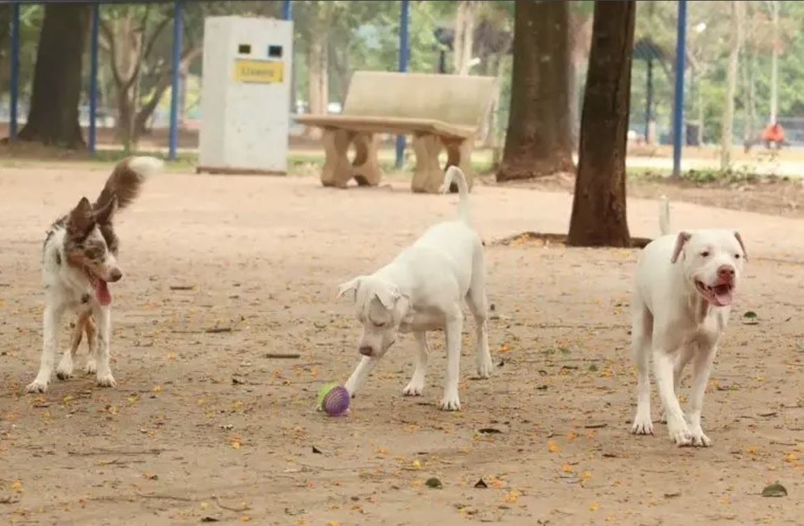 Cachorro terá direito a pensão alimentícia para tratar doença, diz Justiça