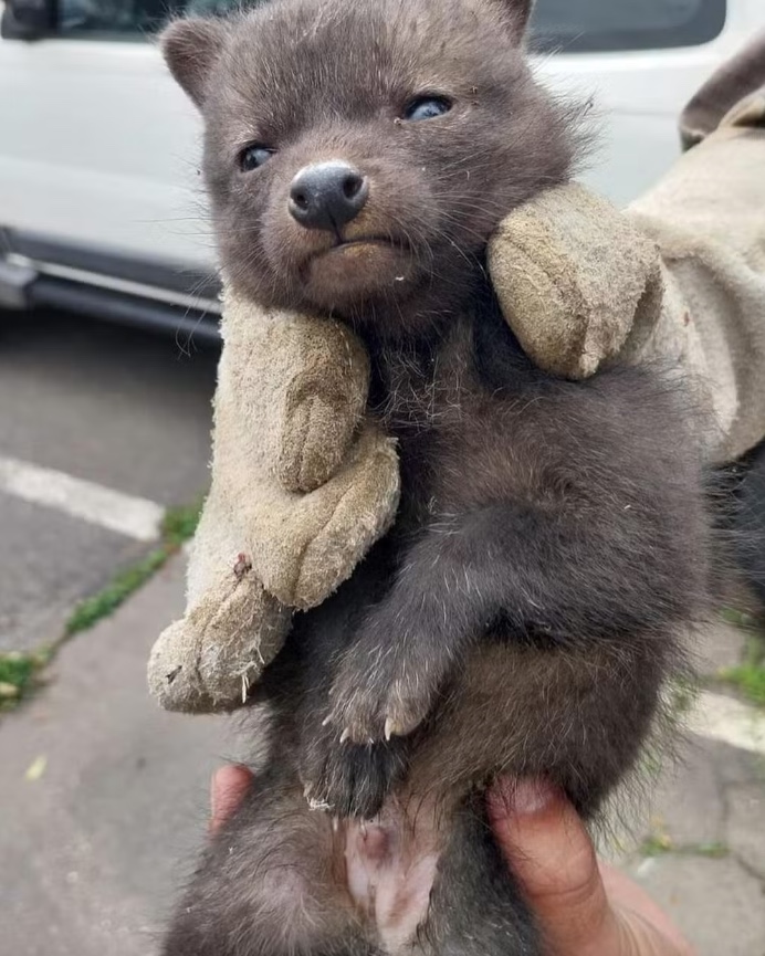 Filhote de cachorro-do-mato é resgatado após queda de barranco