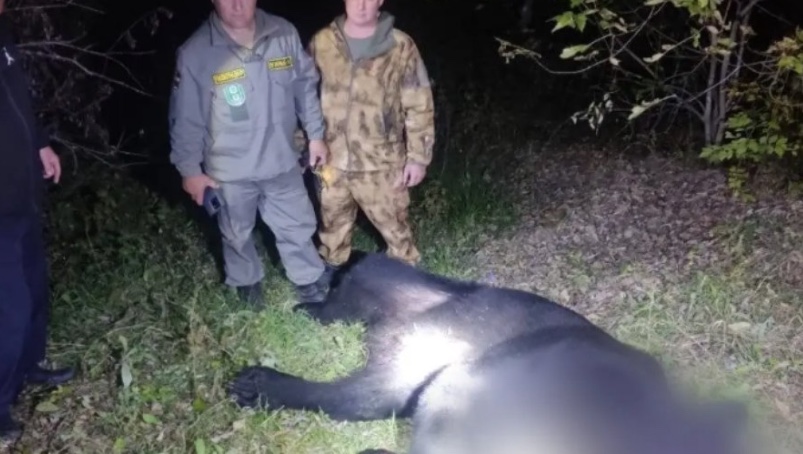 Pai e filho são mortos por urso dentro de casa, que já tinha matado 35 cachorros