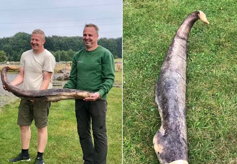 Voluntários confundem pênis gigante com cobra e imagem viraliza